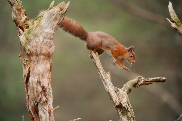 Red squirrel (Sciurus vulgaris) jumping across pine stump, Scotland, November